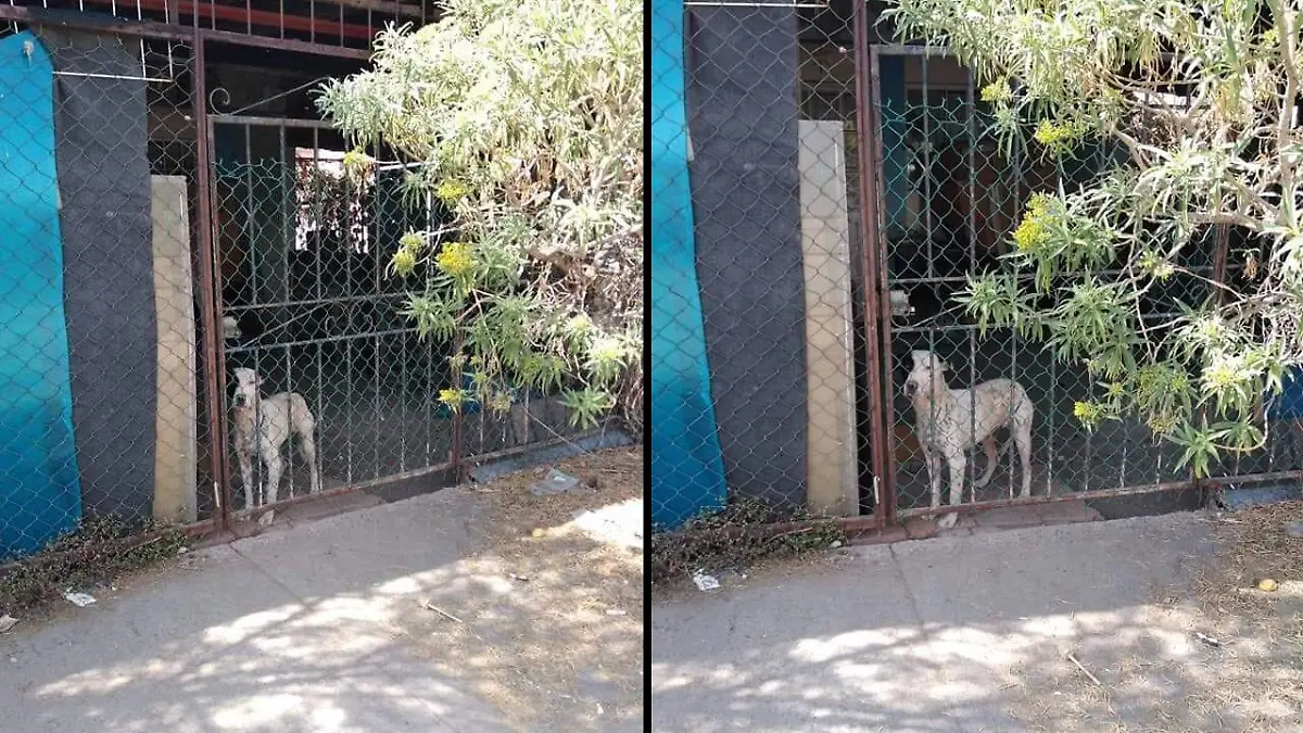 Desaparece perrita que iba a ser rescatada en colonia Emiliano Zapata III