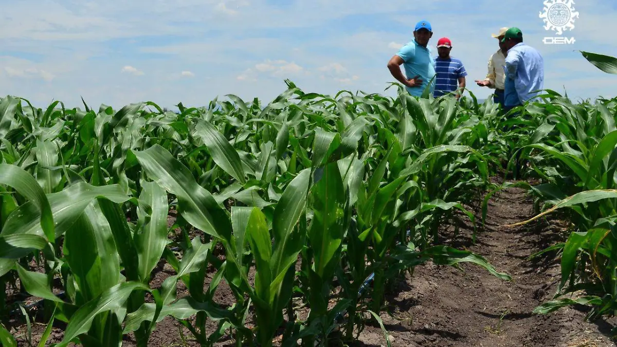 Se-busca-que-los-campos