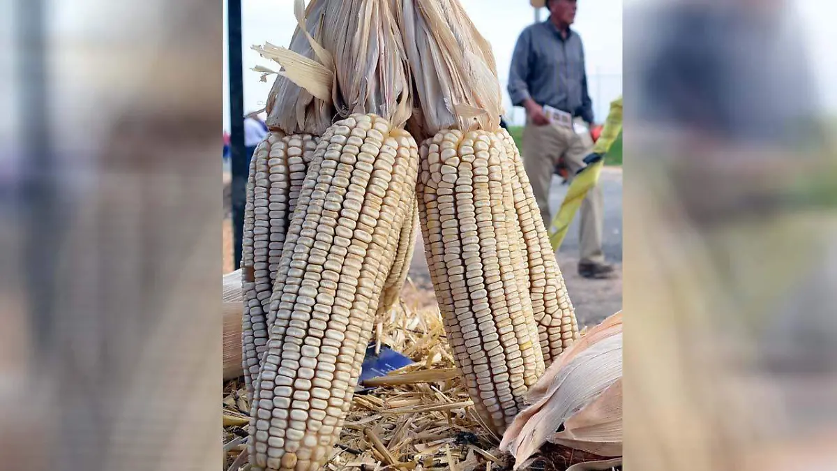 Productores-coyotaje