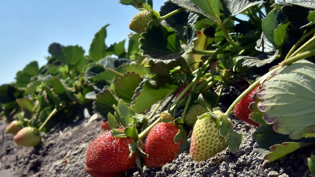 PLANTAS DE FRESA (1)