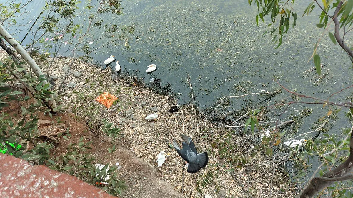 Supera la basura Presa de la Olla  (2)