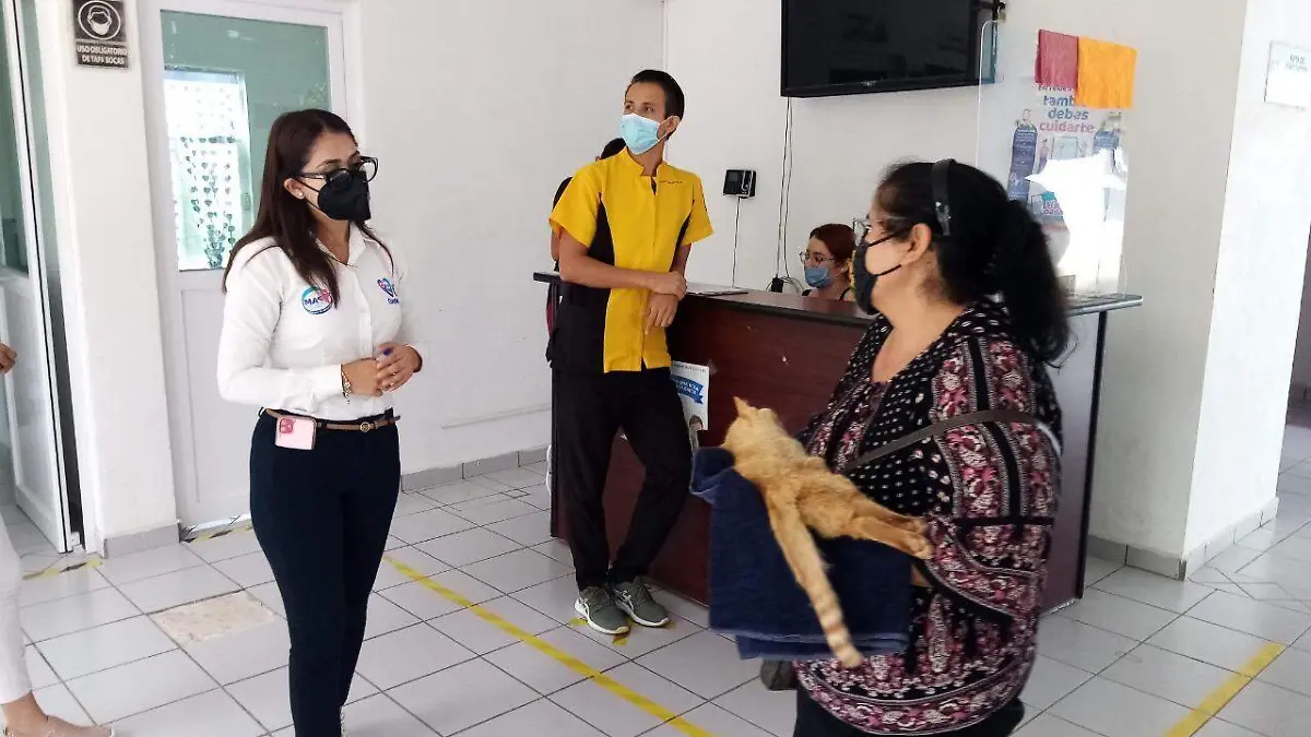 Esterilización-felina