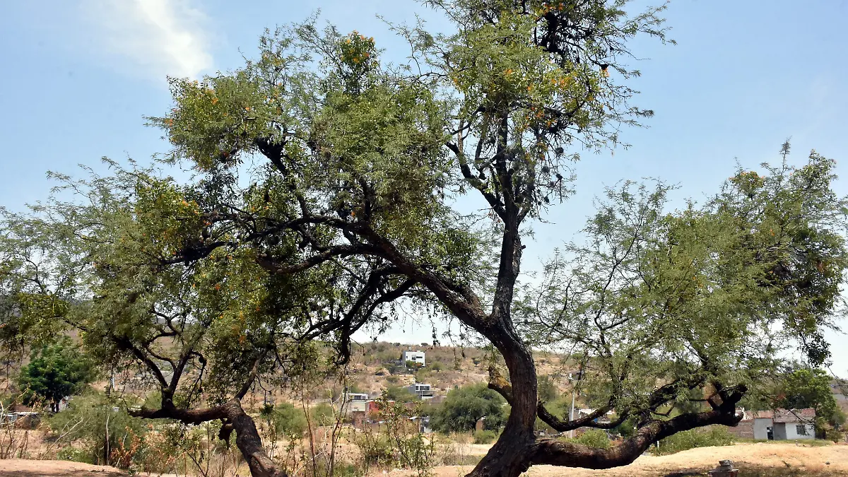 Intervienen-SMAOT-con-reforestación (1)