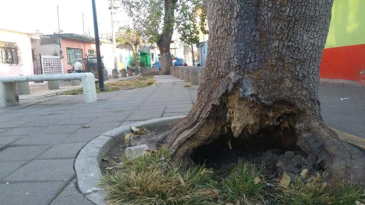 arbol en riesgo de caer