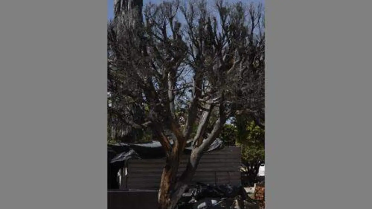 ARBOLES DEL JARDIN OKOKOK