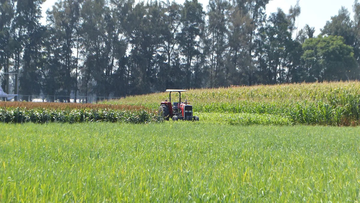 HELADAS AFECTAN PRODUCCION (1)