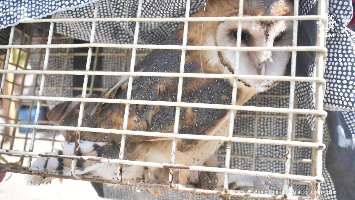 bomberos-a-lechuza (4)