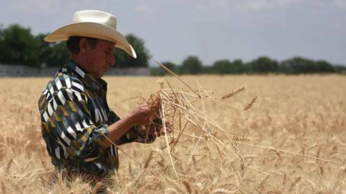 ALIMENTOS GUANAJUATO (1) OK