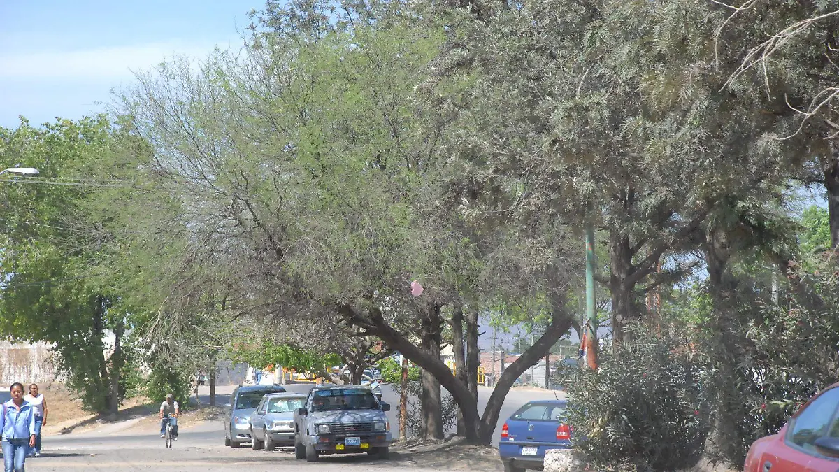 REFORESTACION DE ARBOLES (1)