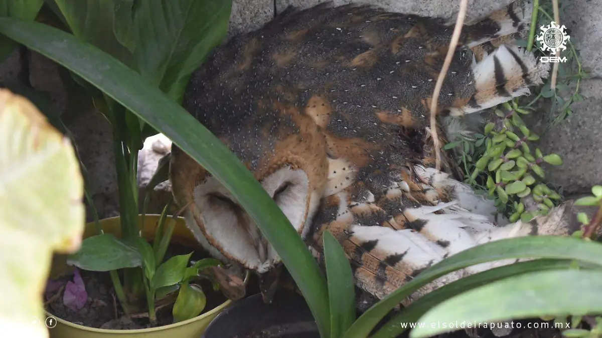 bomberos-a-lechuza (2)