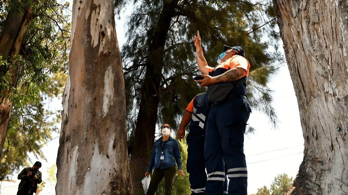 PC-analiza-condiciones-de-los-árboles  (1)