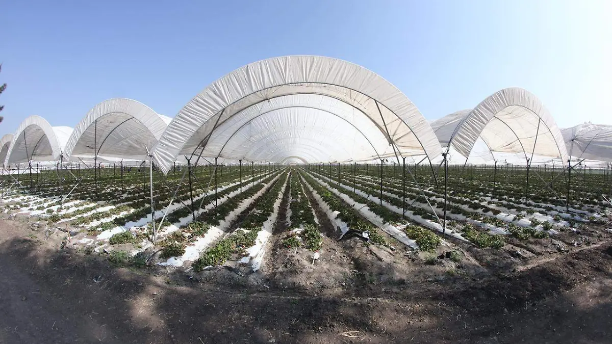 MERCADO DE LA FRESA (3)