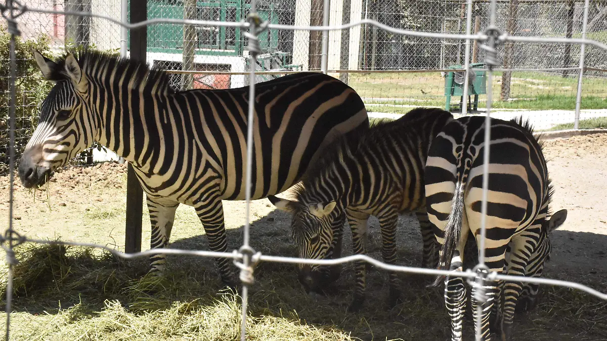 Zoológico