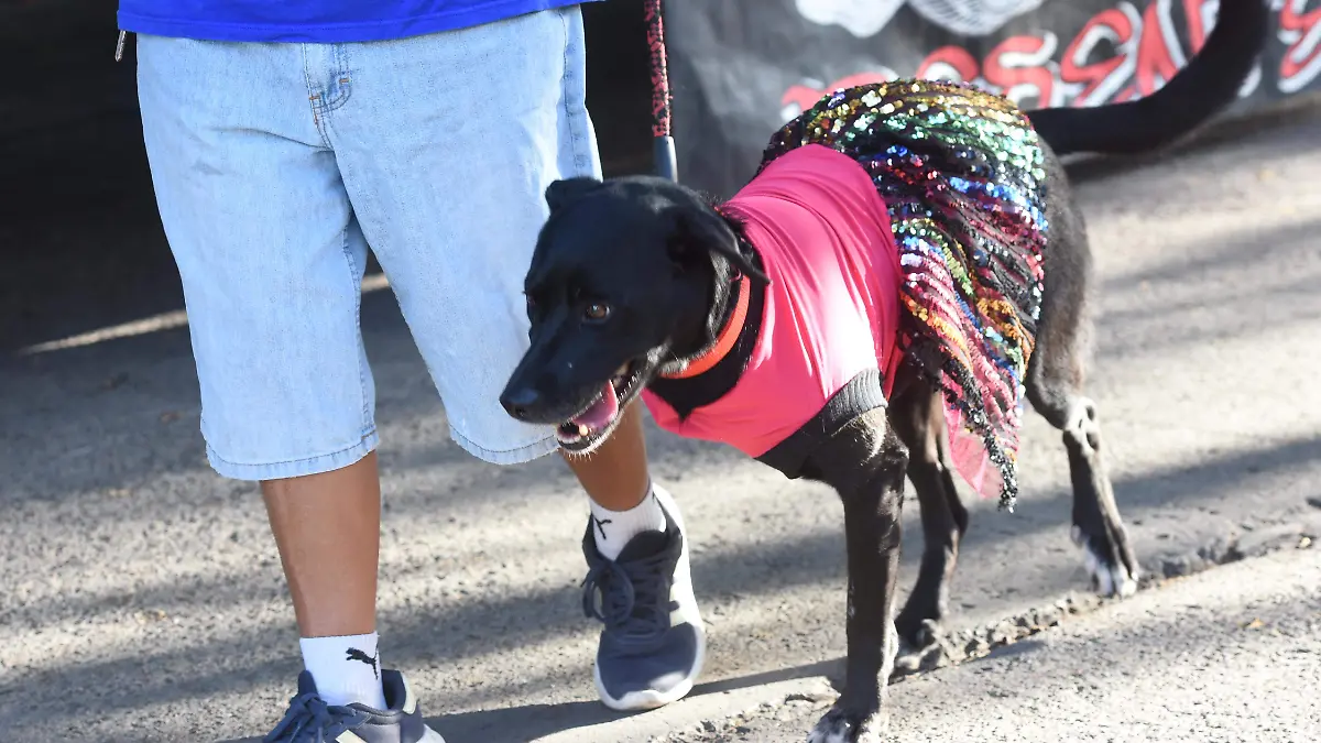 asociacion de ayuda-jesusgtz-el sol de irapuato (4)