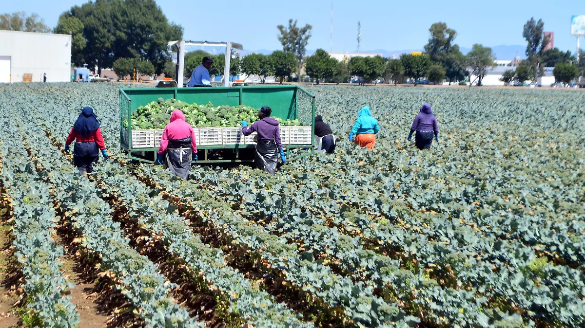PRODUCCION DE BROCOLI (1)