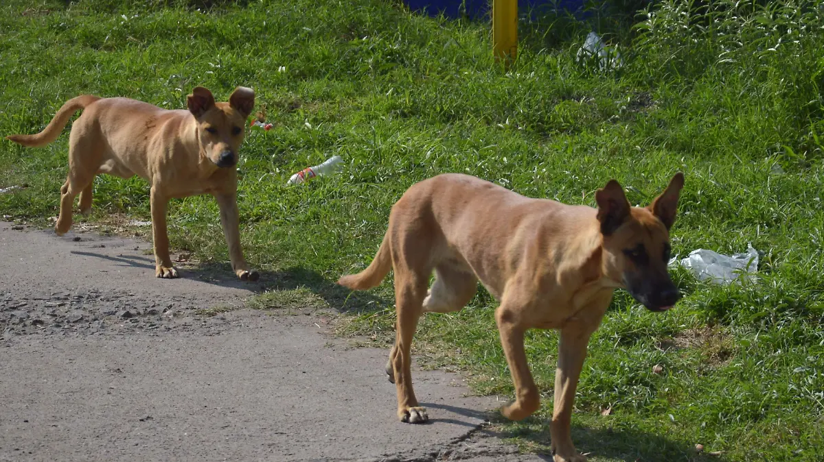 perro (2)