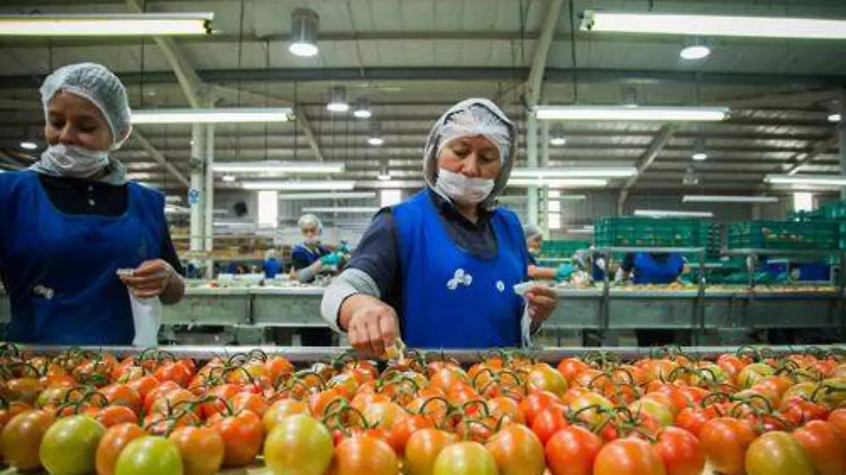 EXPORTACIÓN TLC (1)