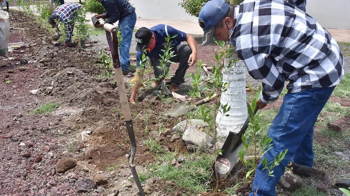 Reforestación-arboles (1)