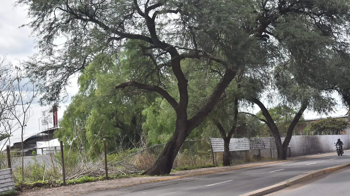 ARBOLES (1)