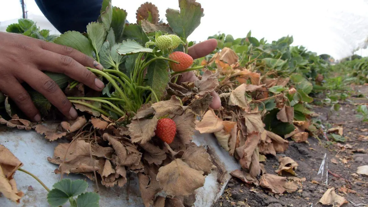 NO HABRA PLAGA 3 (1)