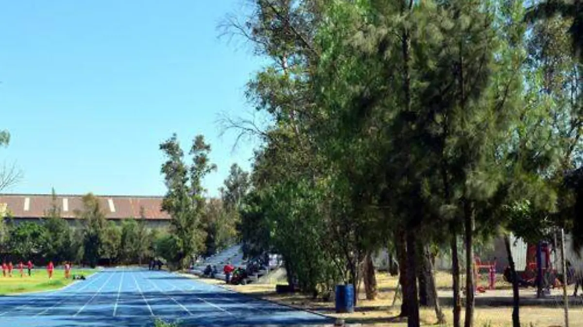 ÁRBOLES DEPORTIVAS (2)