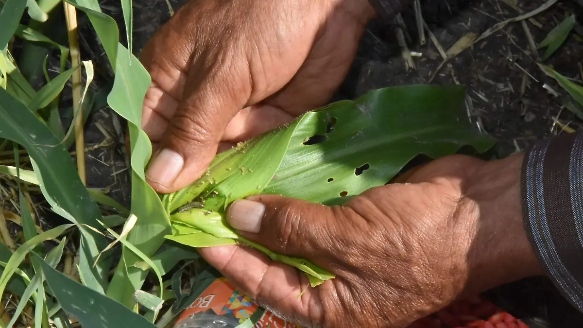 Lluvias-favorecen  (2)