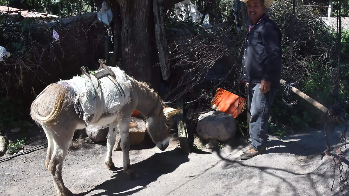 BURRO-PELIGRO-DE-EXTINCION (6)