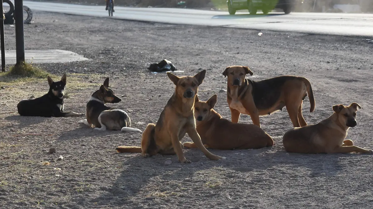 PERROS (3)