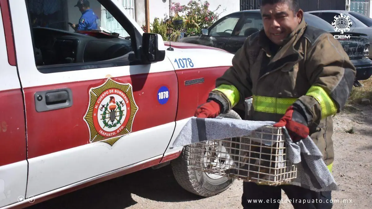 bomberos-a-lechuza (3)