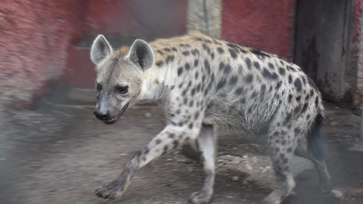 Zoológico