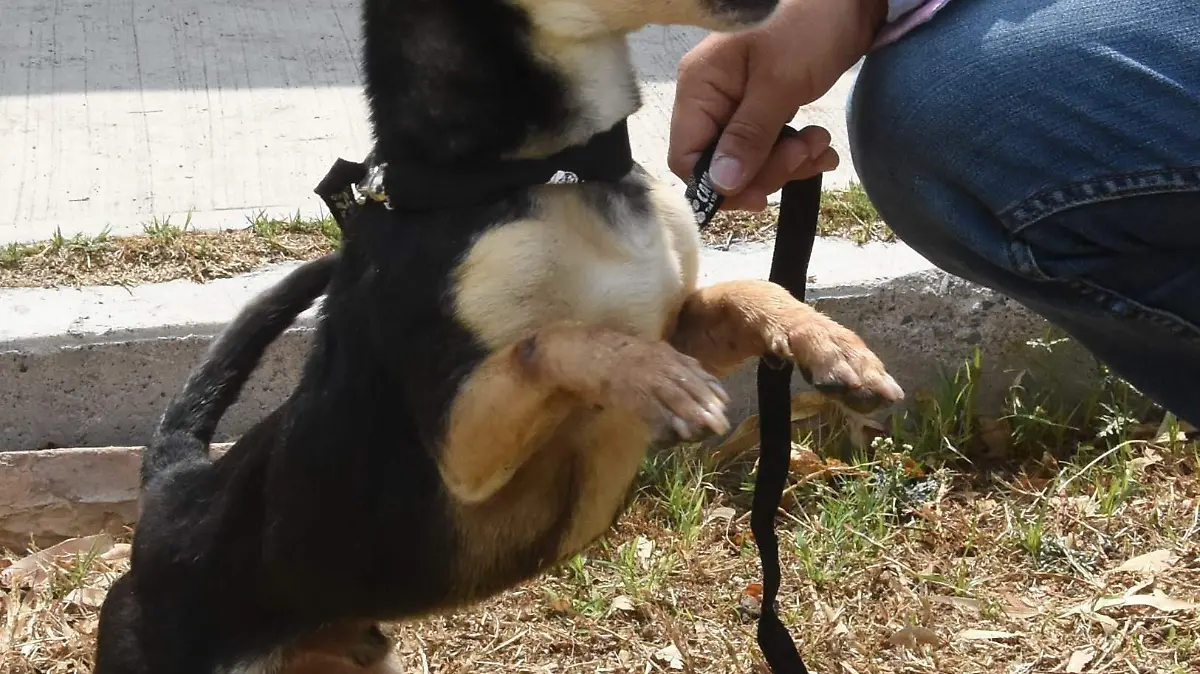 Abandono-de-perros (1)