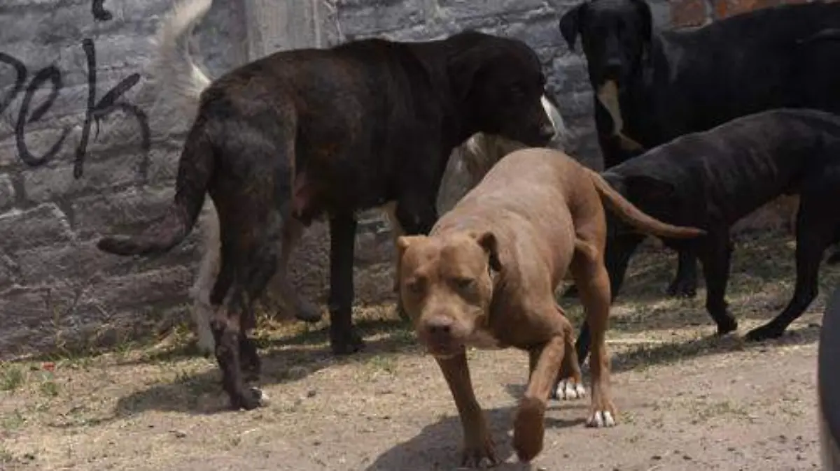 PERROS KA4