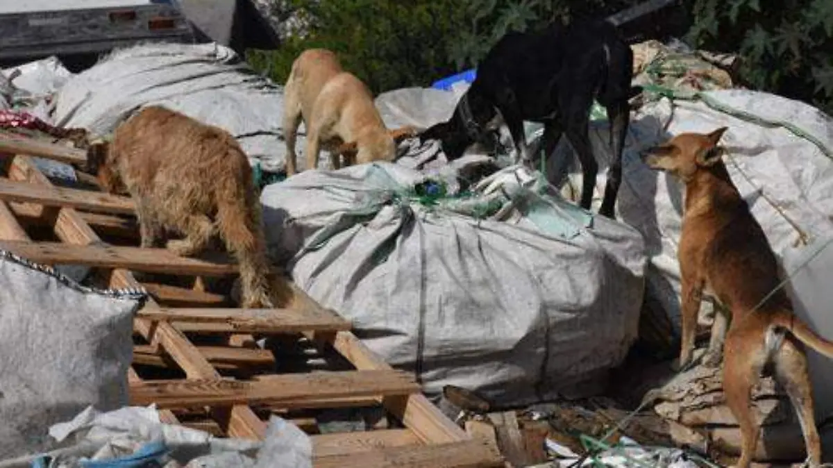 PERROS EN EL RELLENO OK