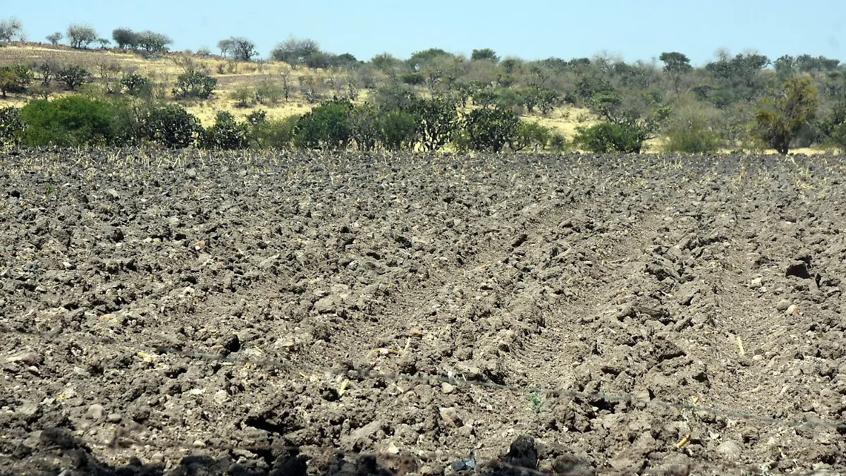 SEQUIA EN EL CAMPO (4)
