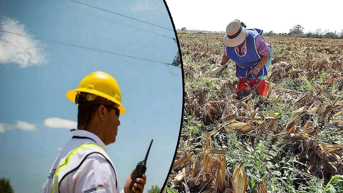 Campesinos