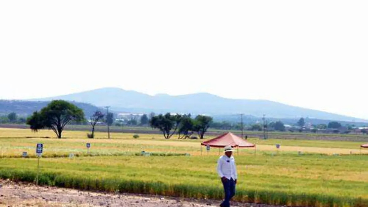 Fusarium