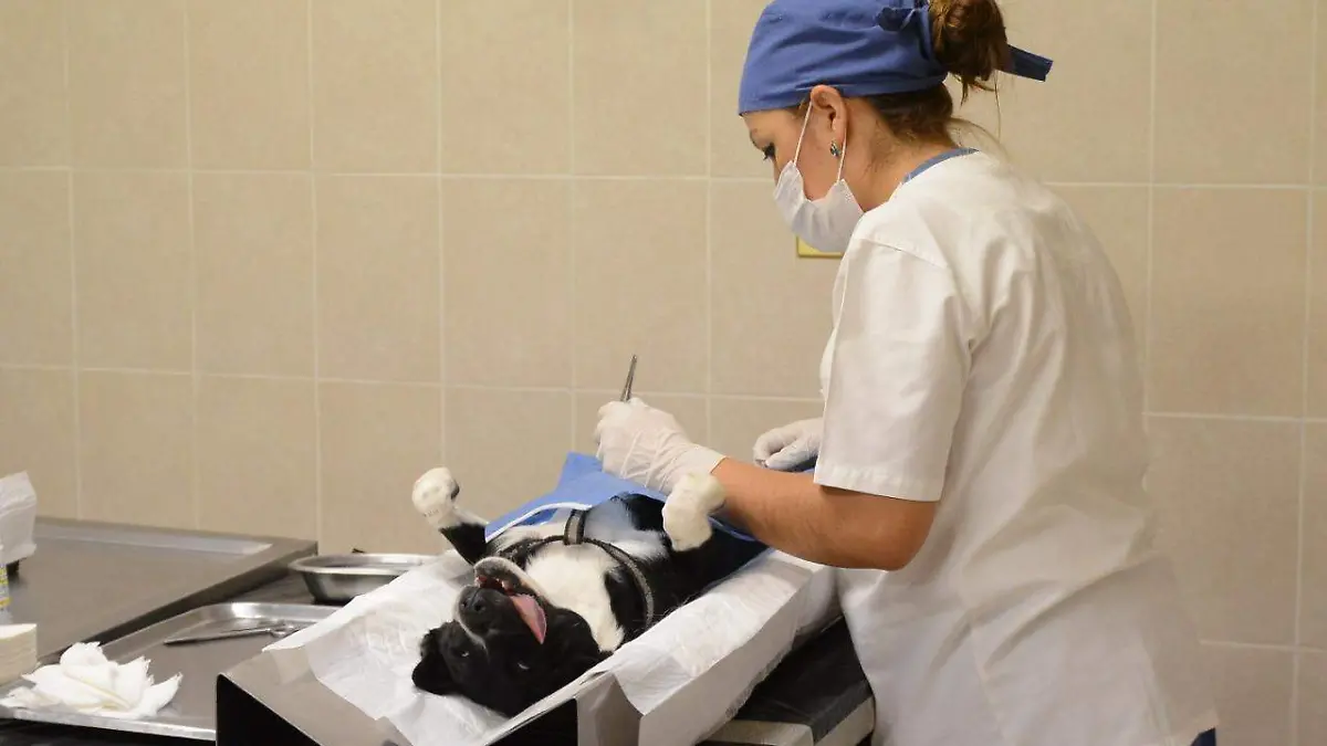 Campaña de Eretilización de Mascotas (3)