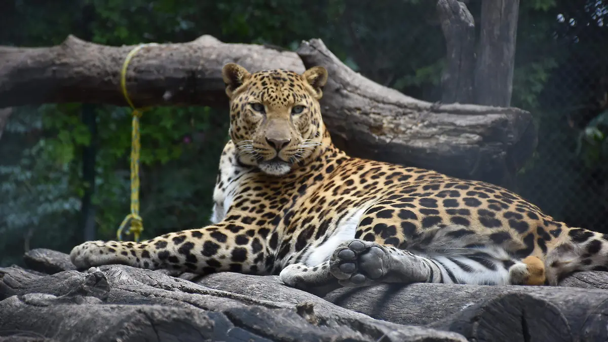 poca gente visita el parque