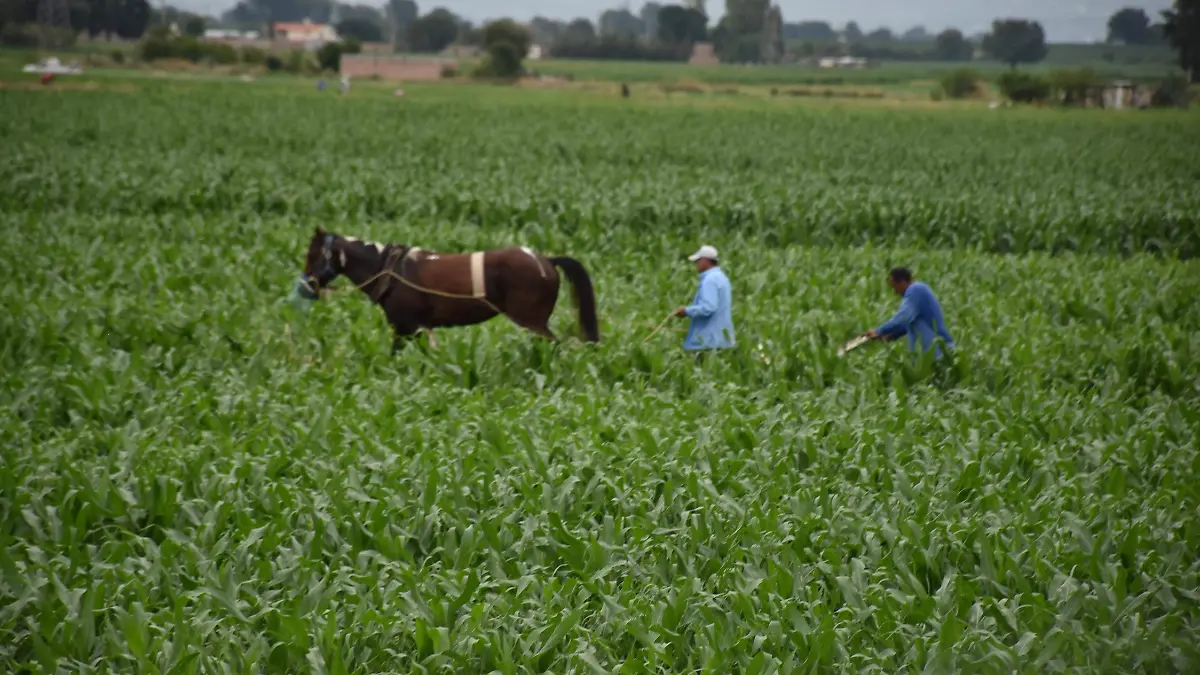 El CEAG pide que no haya otro recorte al campo,