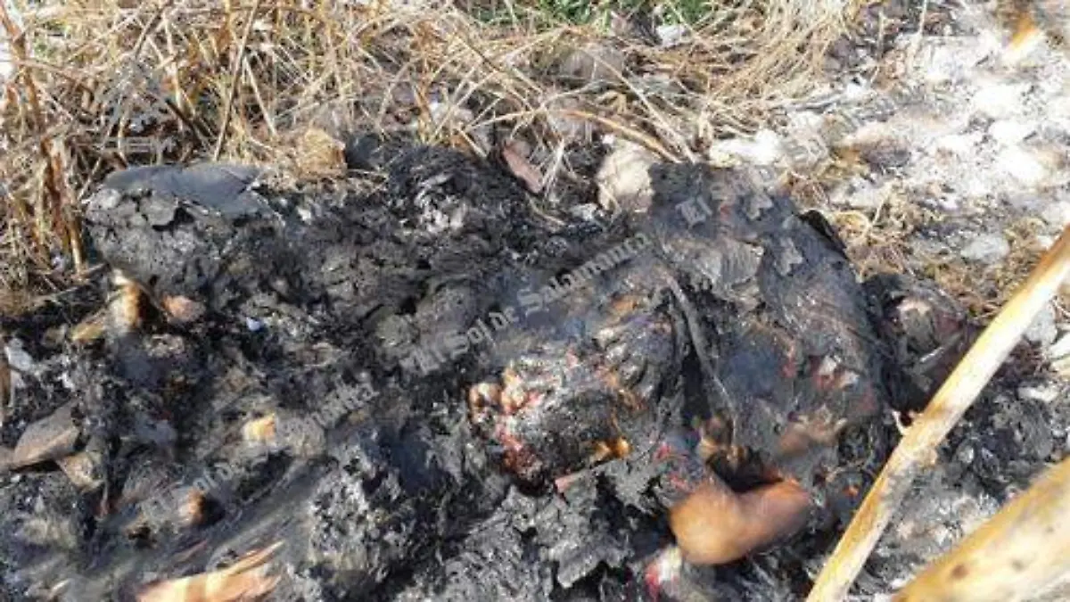 sin identificar  (1)