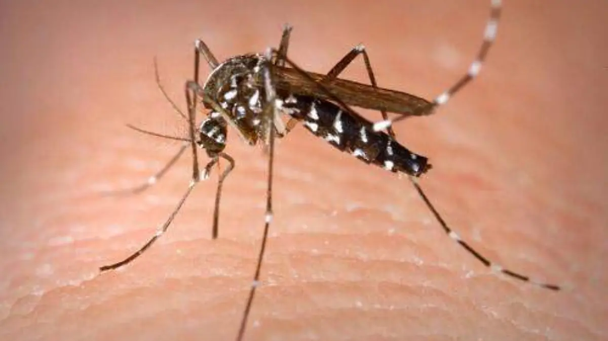 DENGUE4