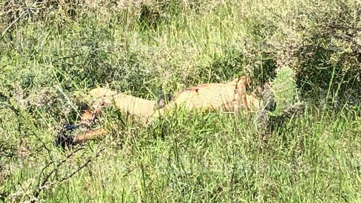 2221265c-6b50-4fd8-b365-d3b563e2b56e