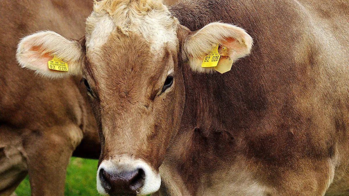 cow-2782461_1920