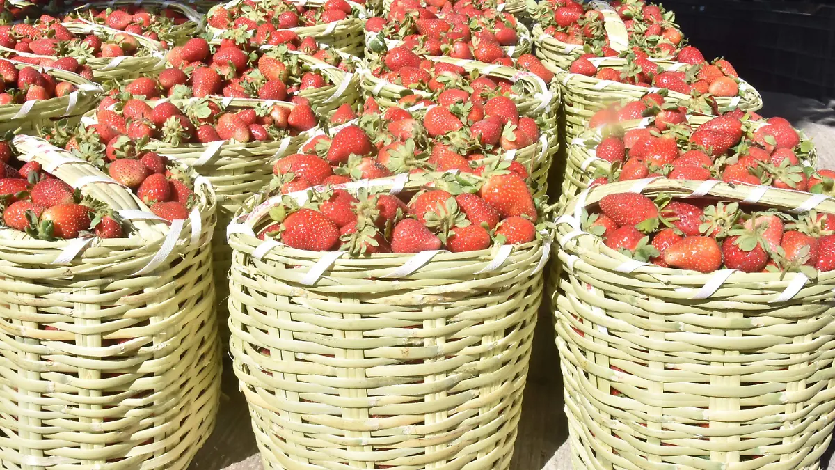 Ventas bajas de fresas 3