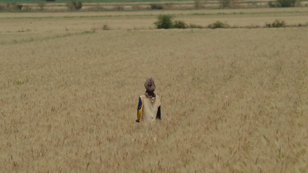 Productores de trigo en Guanajuato