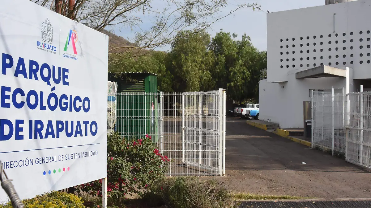 Comienza acopio de árboles navideños naturales 