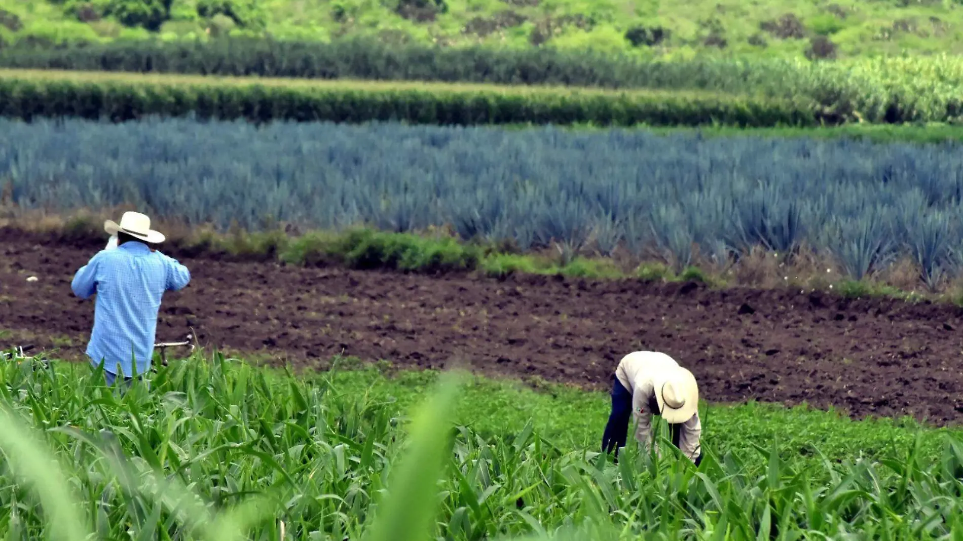 El-sector-agroalimentario 