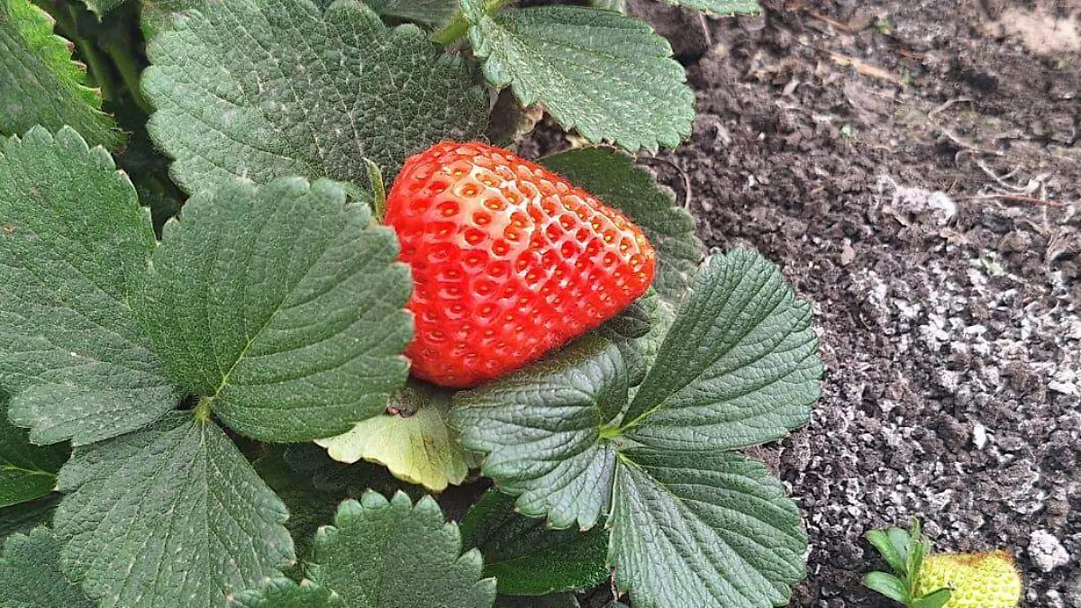 Cultivo de fresas