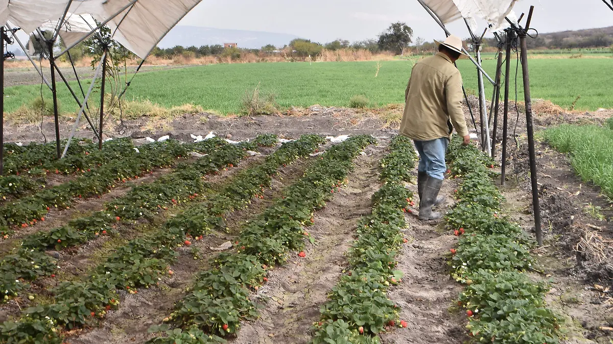 Cultivo de fresas