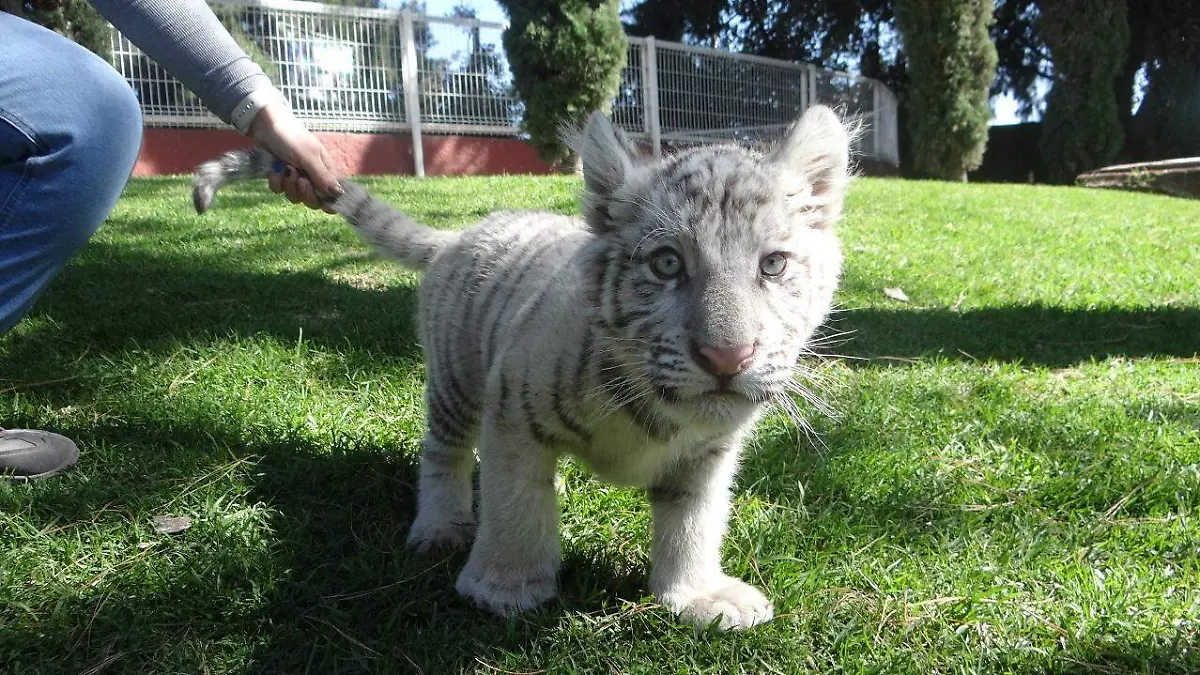 Tiene-Zoológico-de-Irapuato 